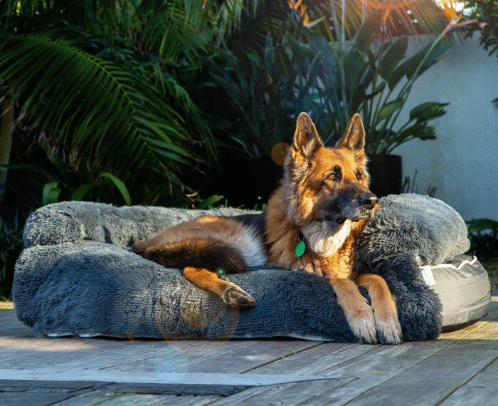 The Ultimate Comfort Solution for Your Pet: Why a 2 in 1 Dog Bed is a Smart Choice